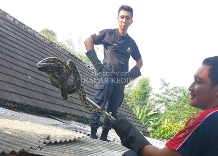 Petugas Damkar mengamankan ular di atap rumah warga.