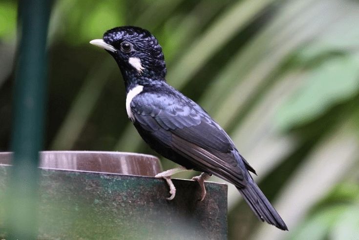 Burung Raja Perling
