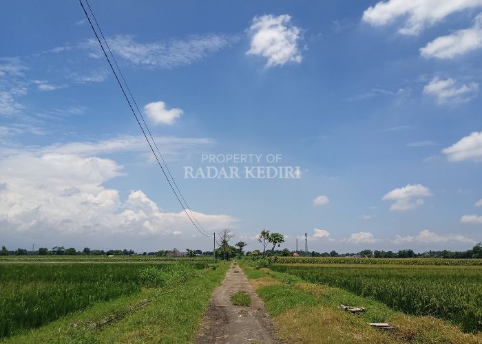 Pertanian di Desa Toyoresmi Ngasem Kediri.
