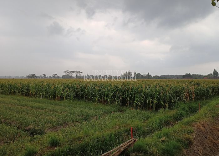 Kemudahan akses air untuk irigasi sawah sangat vital bagi petani.