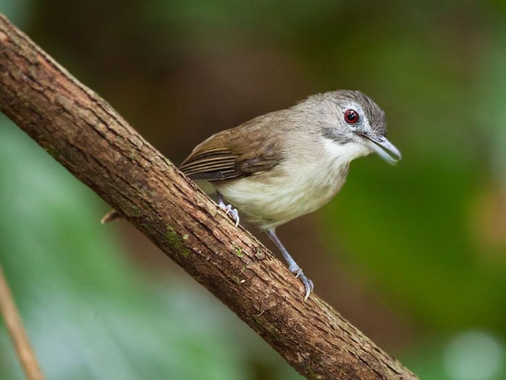 Burung Asi Kumis