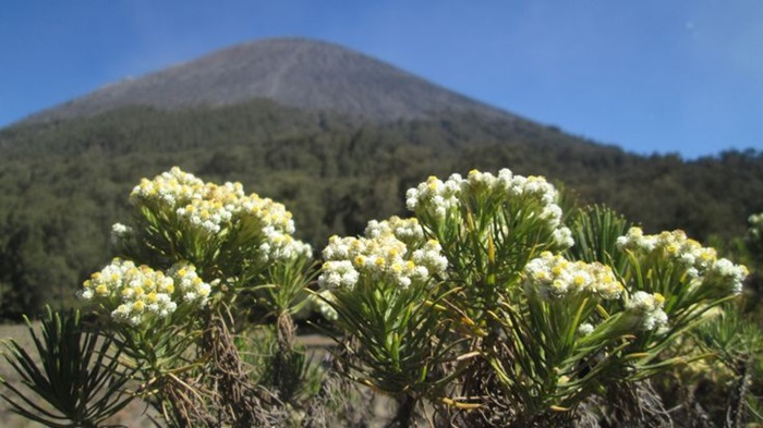 Gambar bunga Edelweiss