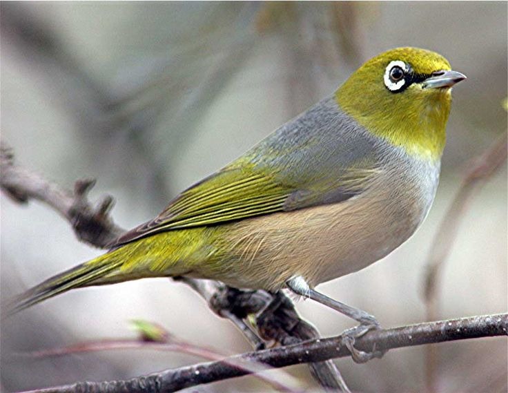 Burung pleci