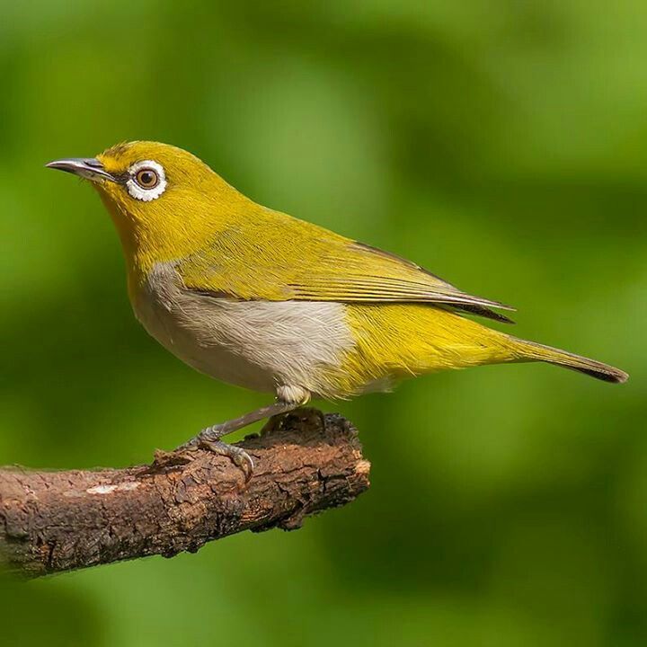 Burung pleci