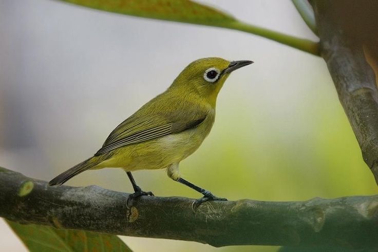 Burung pleci