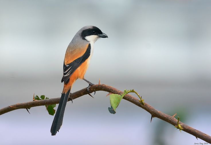 Burung Cendet