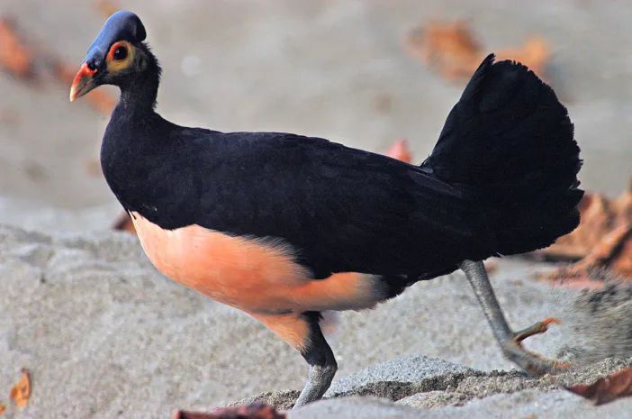 Burung Maleo