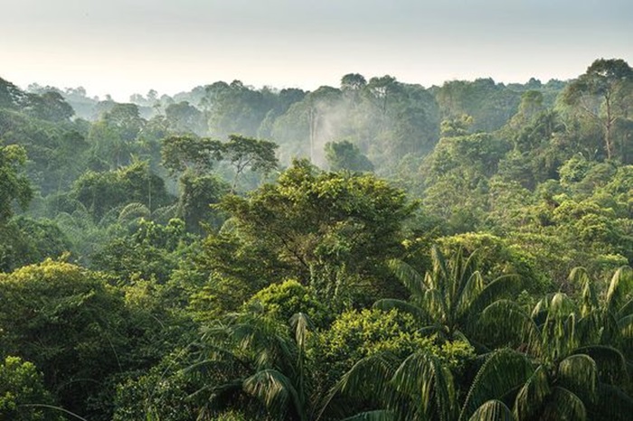 Hutan Hujan Tropis Sumatera, Warisan Dunia yang Terancam - Ruangriang.co.id