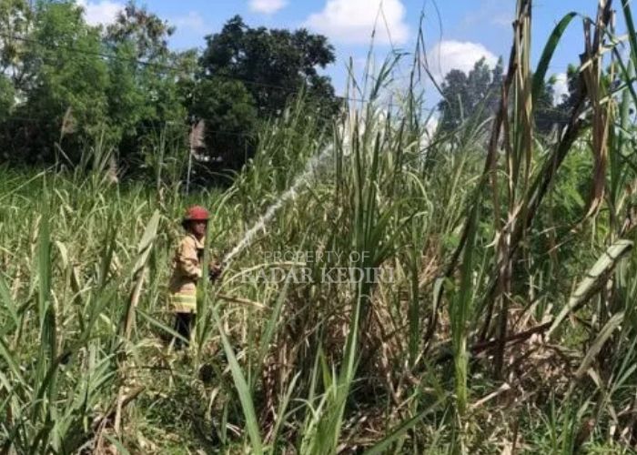 KERJA KERAS: Petugas Damkar Kota Kediri berusaha memadamkan api di lahan tebu.