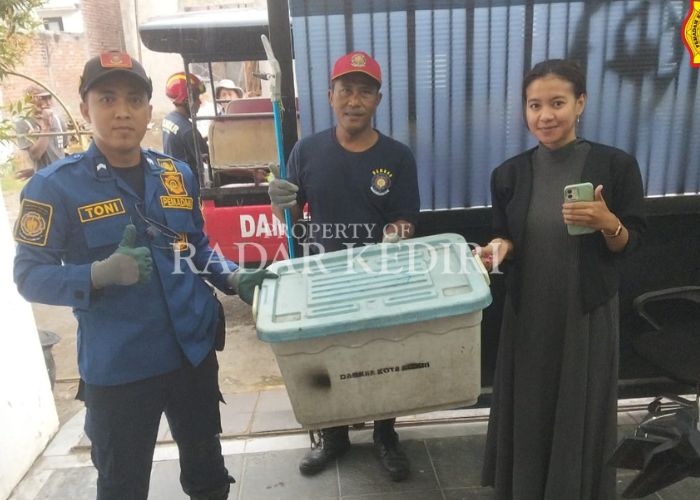 EVAKUASI: Petugas Damkar Kota mengamankan ular ke dalam kotak kabinet.