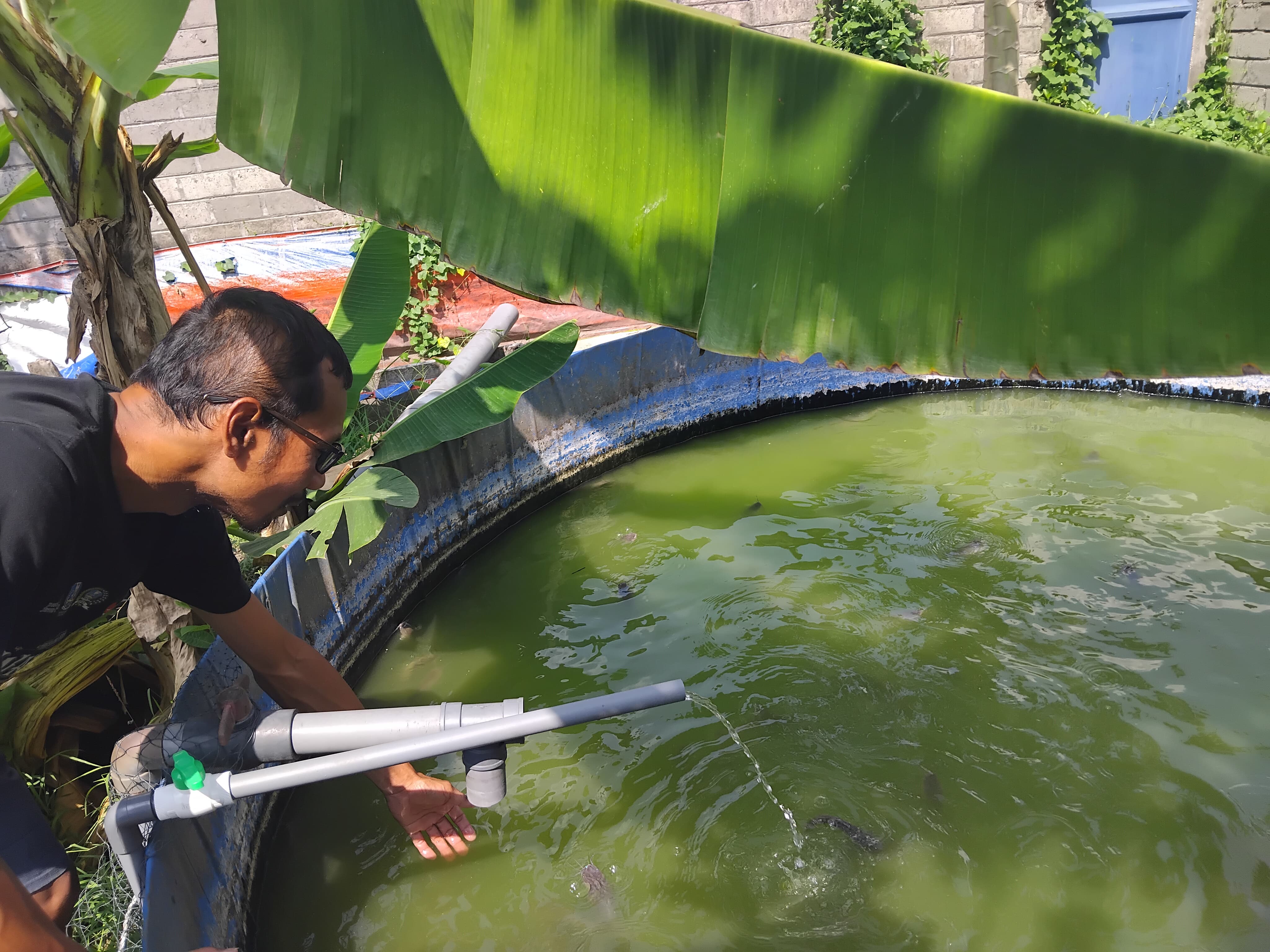 Kardiyanto mengecek kolam lelenya.