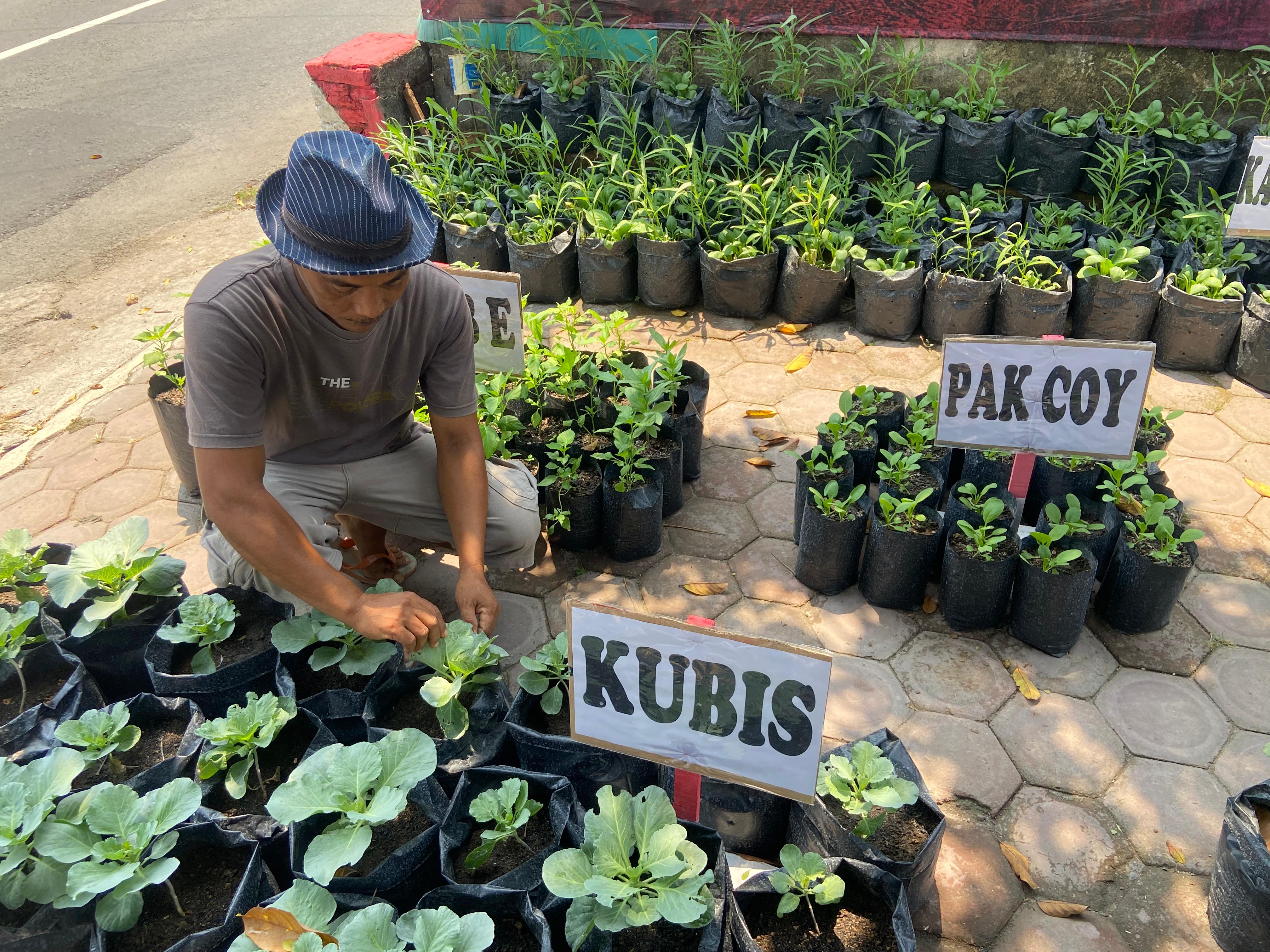 SEMANGAT: Warga Kwadungan menata polybag berisi sayur kubis.