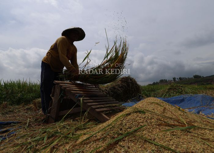 PANEN RAYA: Ilustrasi petani memanen padi. Harga beras medium di pasaran masih relatif tinggi meskipun penyaluran beras SPHP terus dilakukan.
