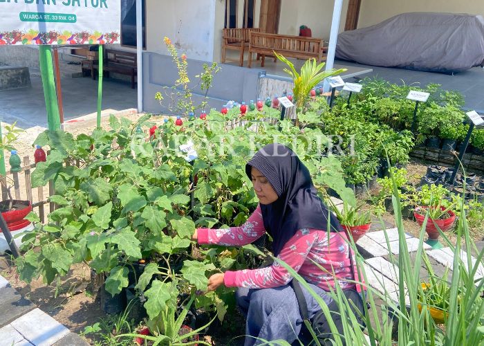 KREATIF: Warga menanam tanaman obat keluarga (toga)  di pekarangan kosong yang tandus.