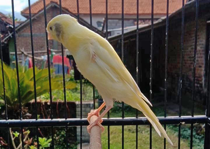 Burung Kenari