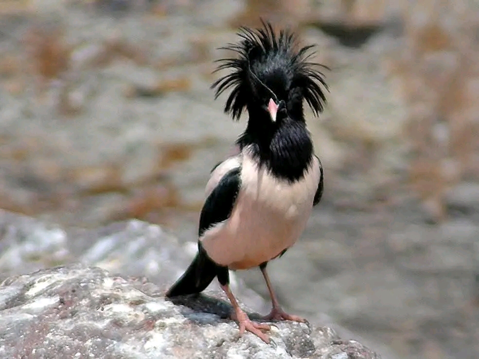 Burung jalak mawar