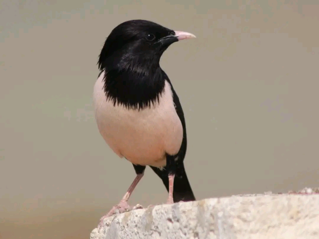 Burung jalak mawar