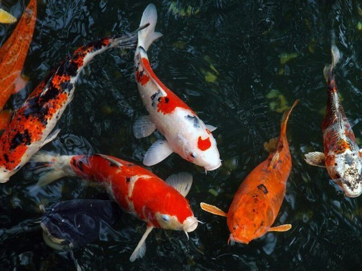 Ikan koi