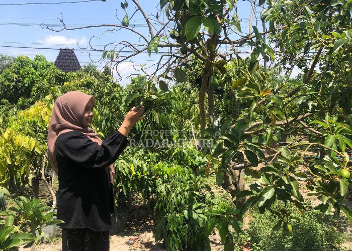 Alpukat Kelud di Desa Jambu Kediri.