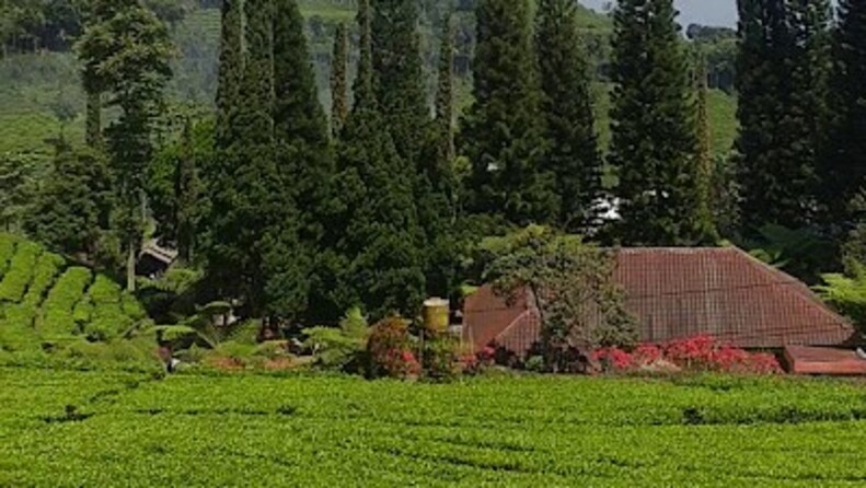 Wisata Kebun Teh Sirah Kencong