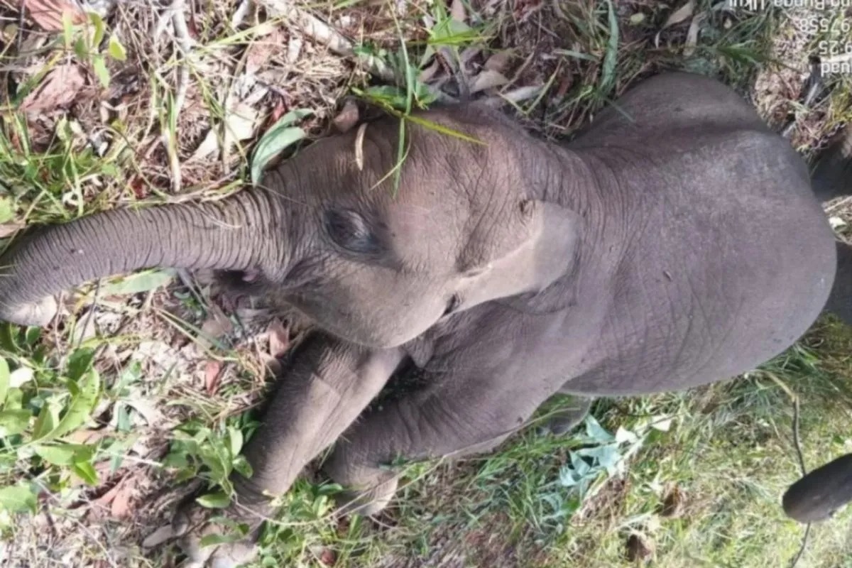 Seekor anak gajah sumatra bernama Kalistha Lestari atau Tari.