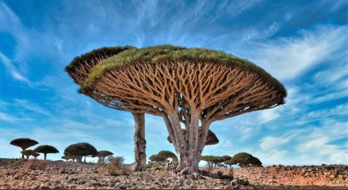 Socotra Pulau Alien