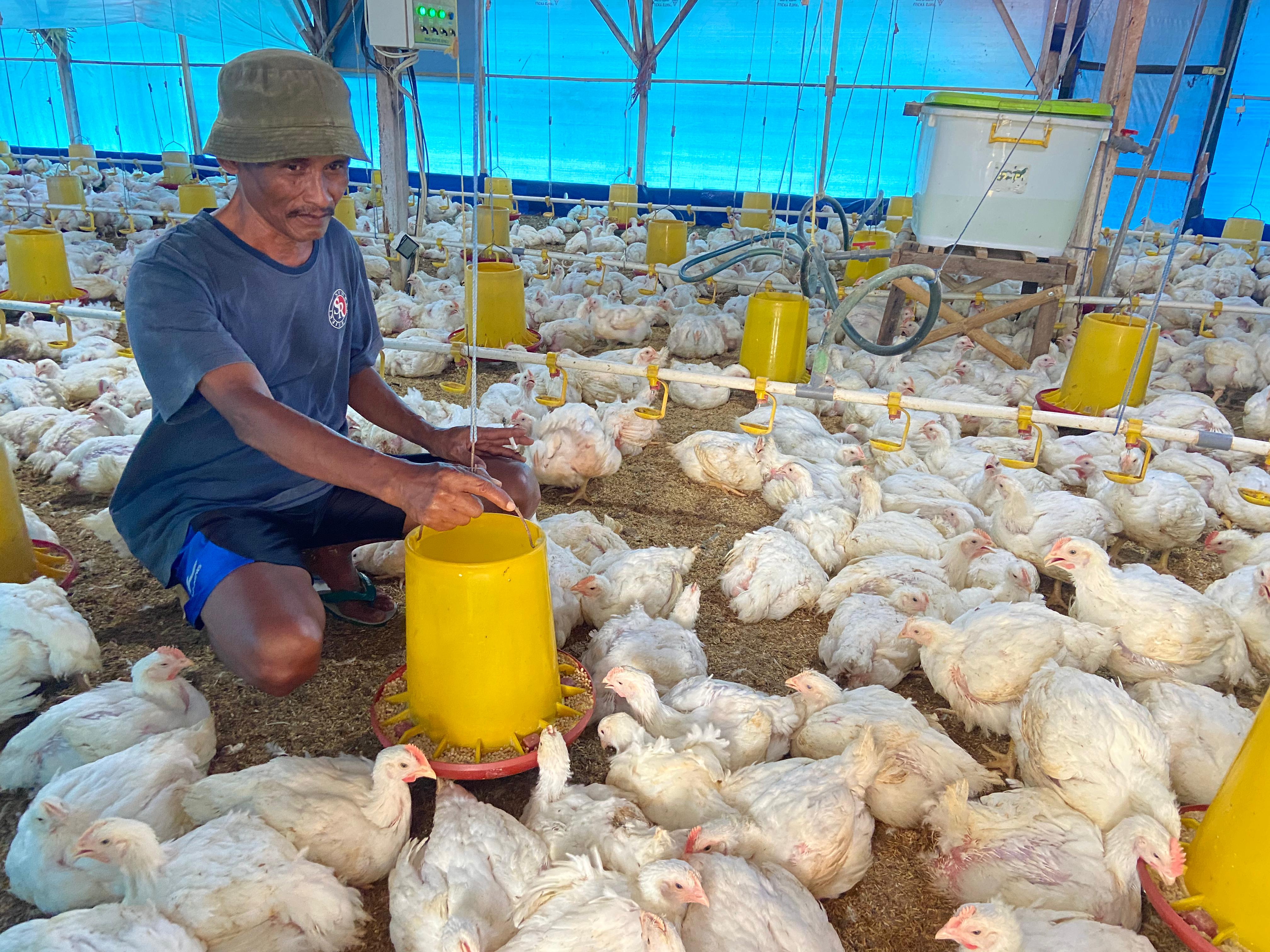 PASOKAN TURUN: Peternak ayam potong memberi pakan ayamnya.