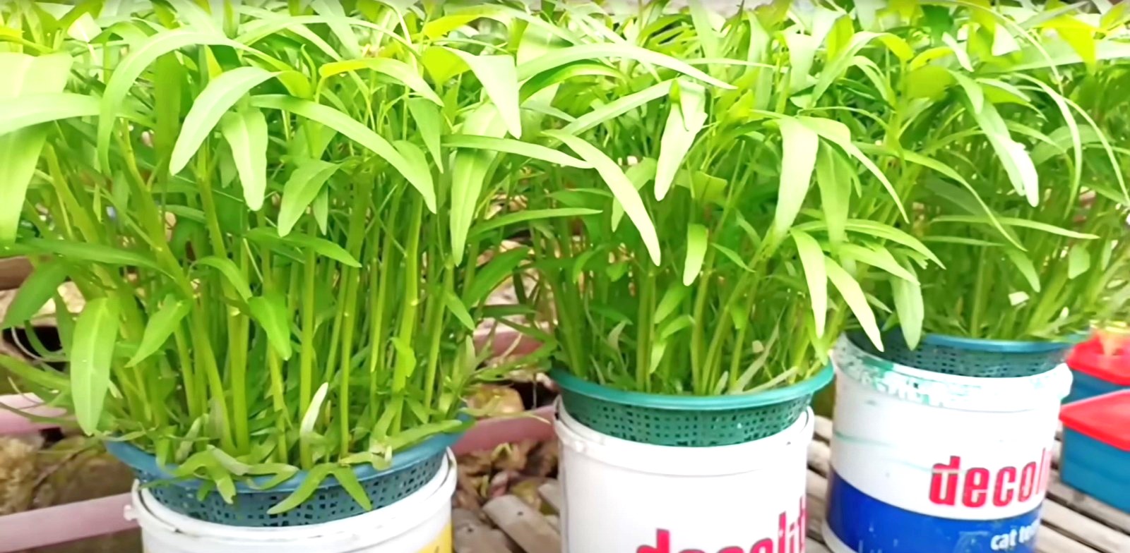 Hasil budidaya kangkung hidroponik menggunakan ember bekas di rumah