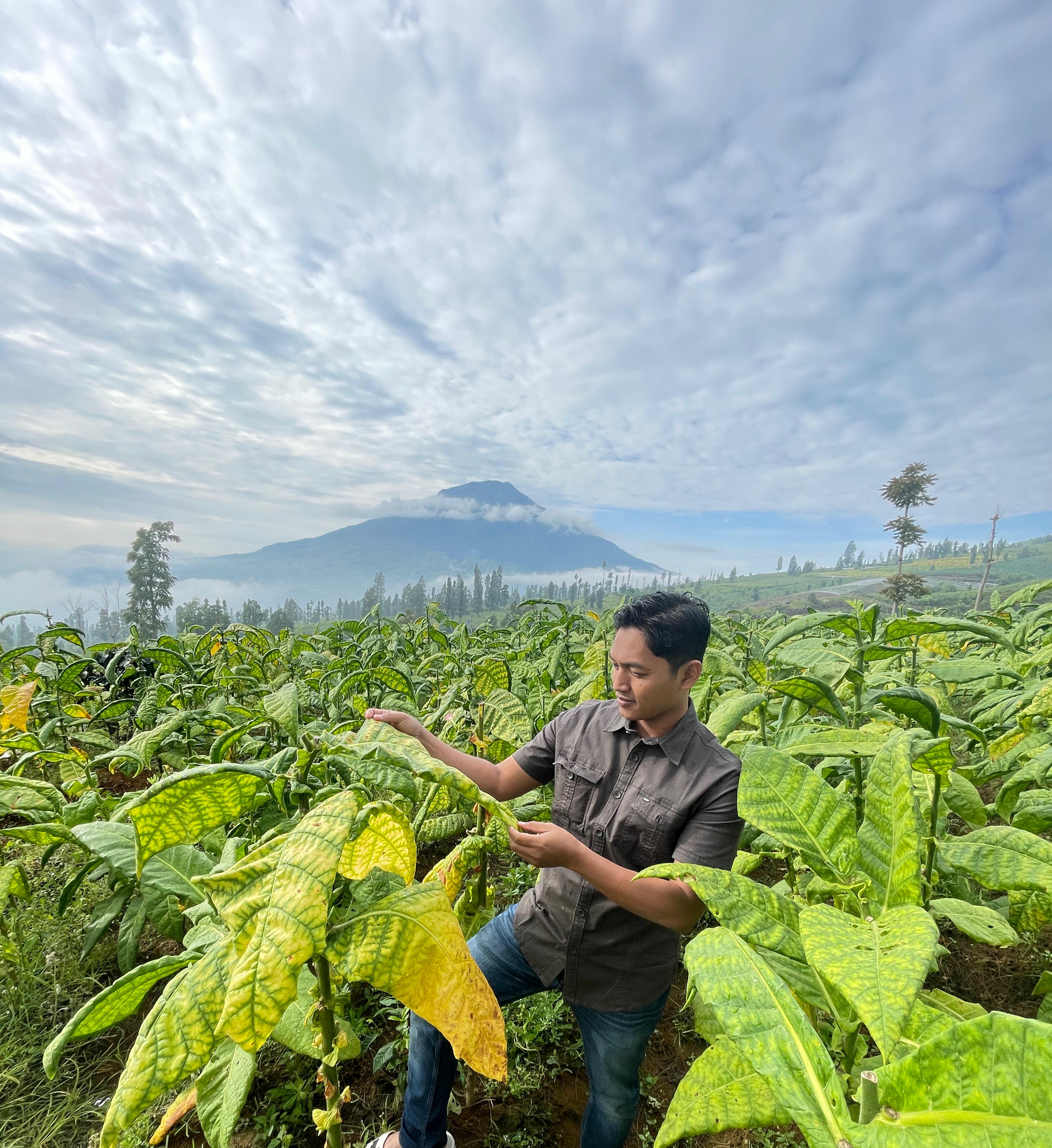 Tumbuhan tembakau di Kabupaten Temanggung, Jawa Tengah.