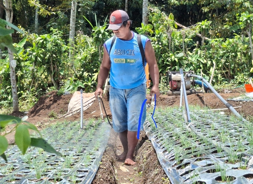 GALAU: Sugeng sedang beraktivitas di sawah miliknya. Cuaca yang tidak menentu membuat pertumbuhan bawang merah jadi terganggu.