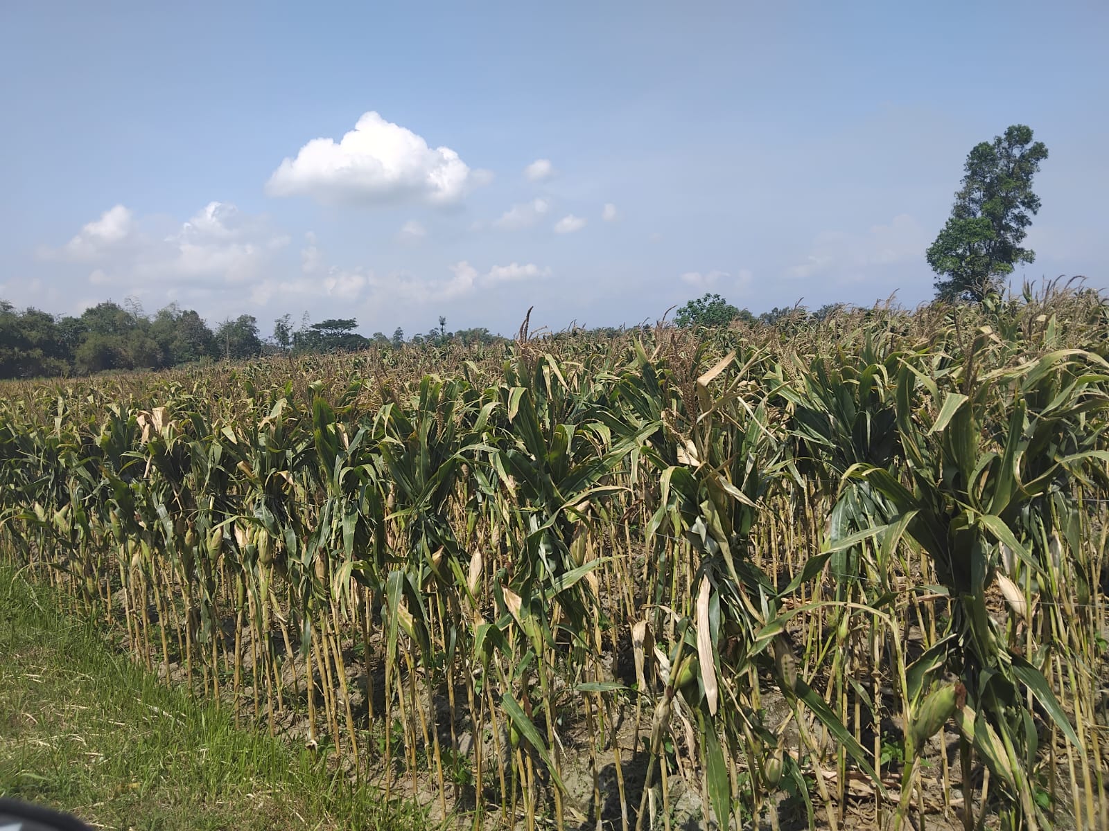 Lahan jagung sebagai program ketahanan pangan (Diana Yunita Sari)