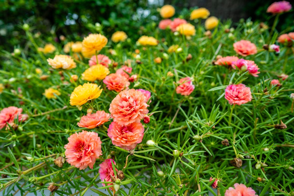 Bunga Krokot atau bunga pukul sembilan