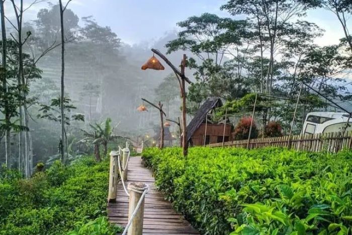 Pesona Kebun Teh Nglinggo Kulon Progo yang indah. (Foto Pinterset.com/DeJogja)