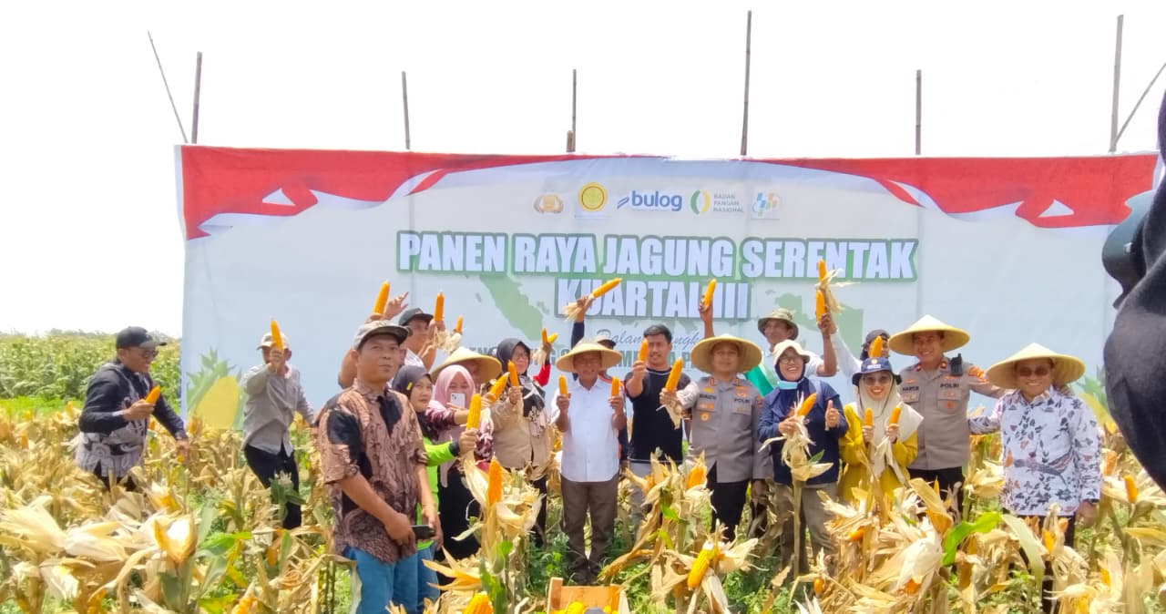 HASIL ISTIMEWA: Plt Kepala Dispertabun Sukadi (kemeja putih) memanen jagung bersama pejabat forkopimda. Kabupaten Kediri jadi salah satu lumbung pangan nasional.