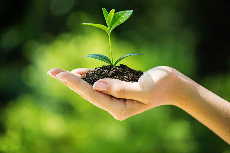 Berkebun mampu atasi insomnia dan tingkatkan rasa bahagia.
