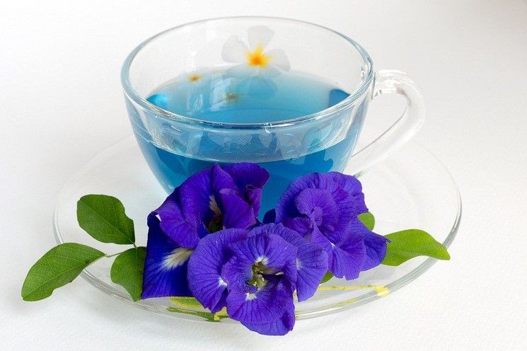 Teh bunga telang, salah satu olahan teh herbal berwarna biru alami yang segar dan kaya antioksidan
