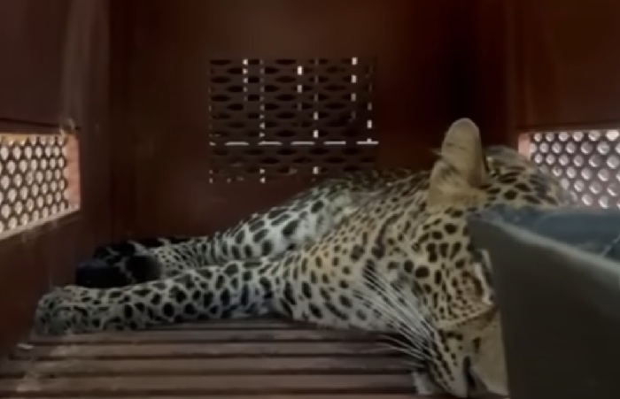 Macan Tutul berhasil dievakuasi dari Hotel Anugerah, Sukasari Bandung