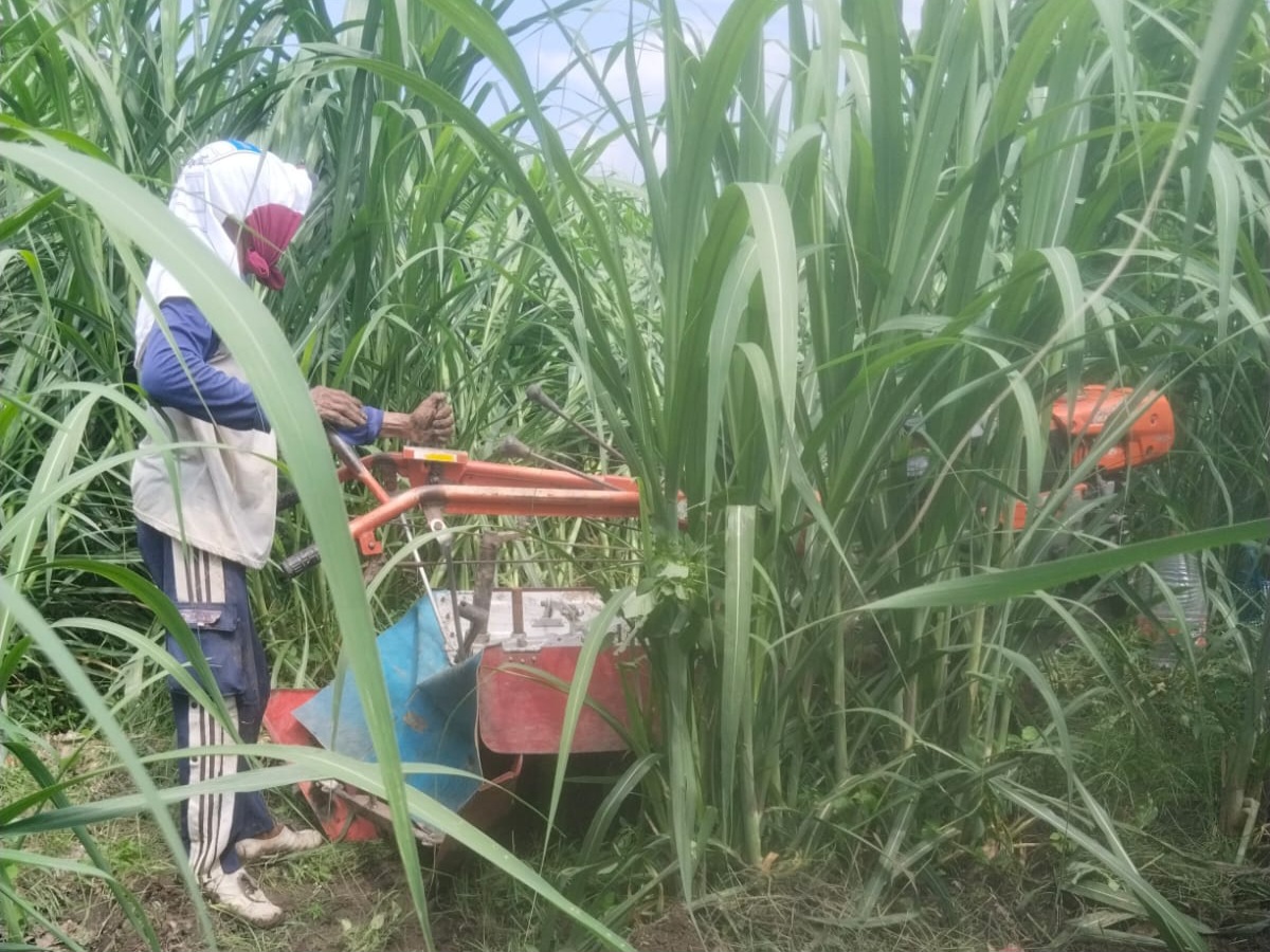 Perawatan perkebunan tebu Bumdes Langen Makmur Abadi (Istimewa)
