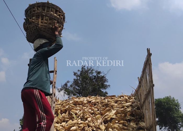 KERJA KERAS: Petani jagung mengangkut hasil panennya. Harga jagung kini naik hingga tembus Rp 6.200 per kilogram.