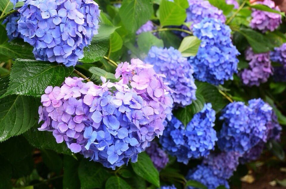 Bunga Hydrangea