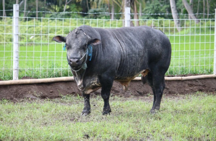 Penampakan sapi GAMA