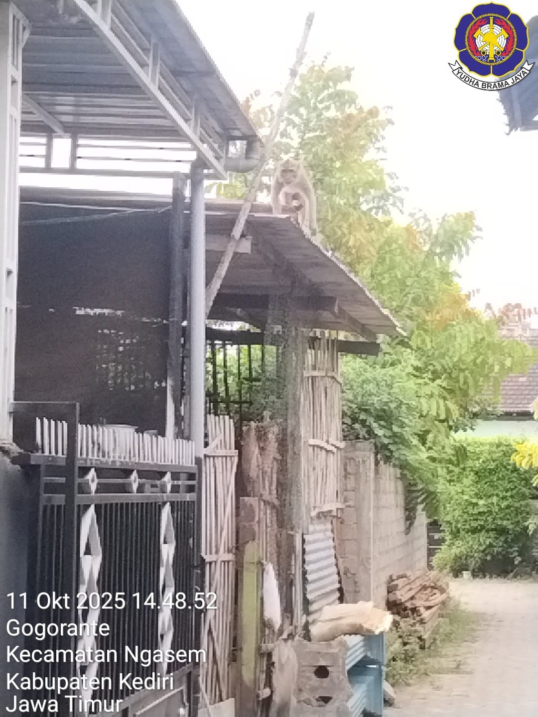 Monyet liar bikin gempar warga Gogorante Kediri.