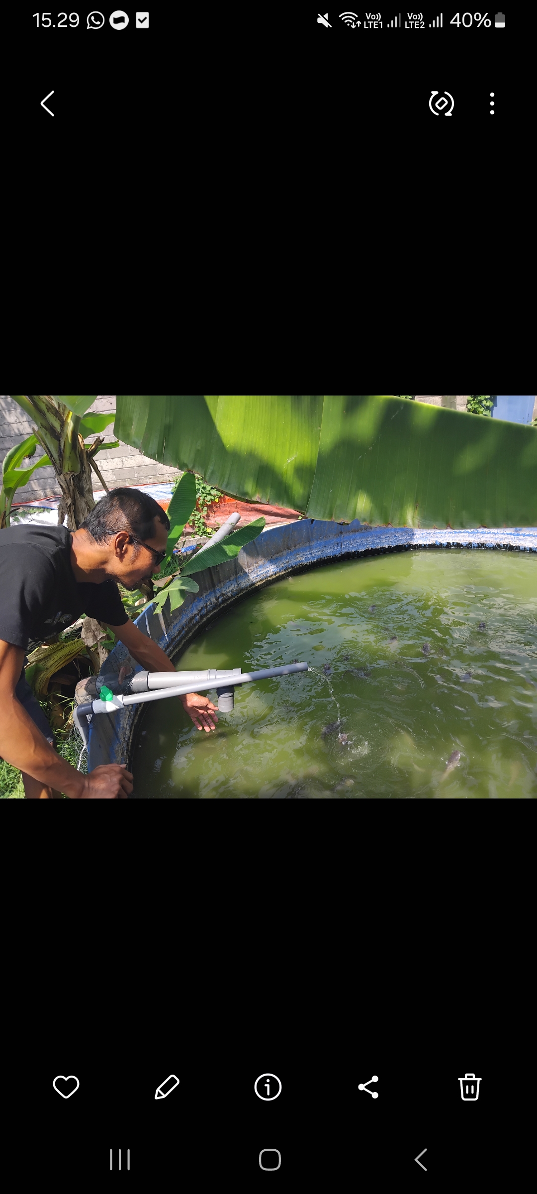 Tips budidaya lele dan mengatasi lele kanibal (Diana Yunita Sari)