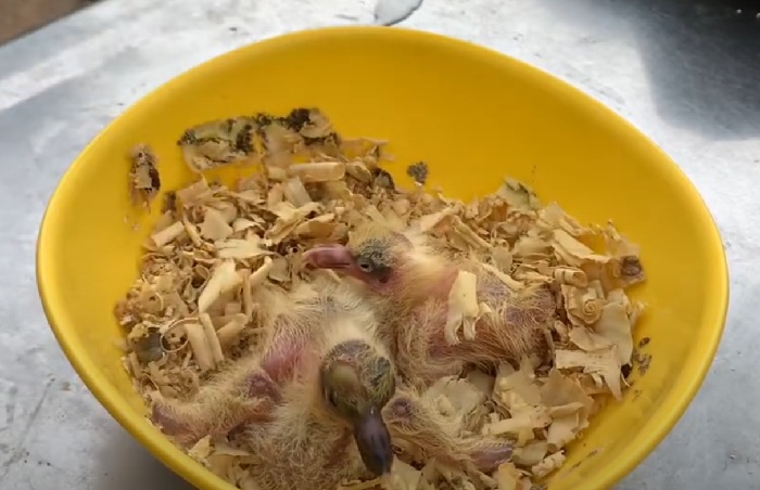 Piyik, burung anakan, perlu treatmen khusus