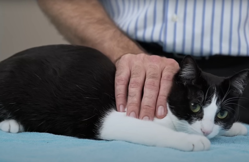 Dengan cara yang benar, kucing tidak akan reaktif dan menyerang