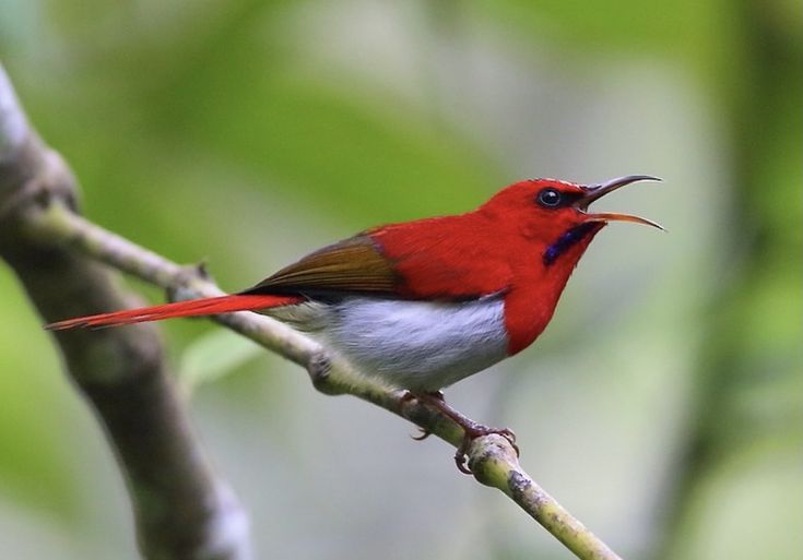 Kolibri Sepah Raja