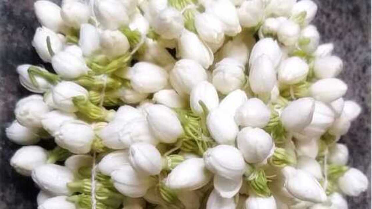 Melati Putih, ditetapkan sebagai Puspa Bangsa