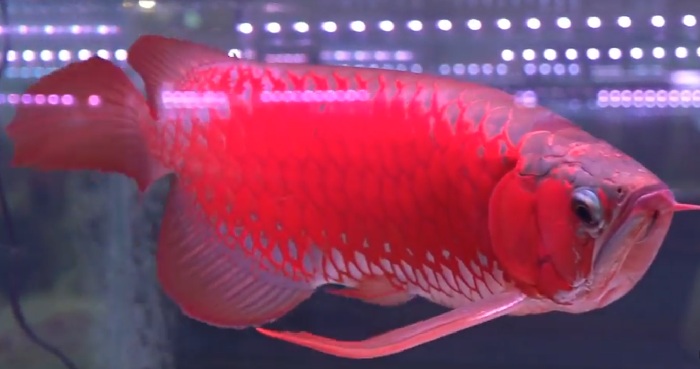 Siluk Merah, ikan yang ditetapkan sebagai  Satwa Nasional