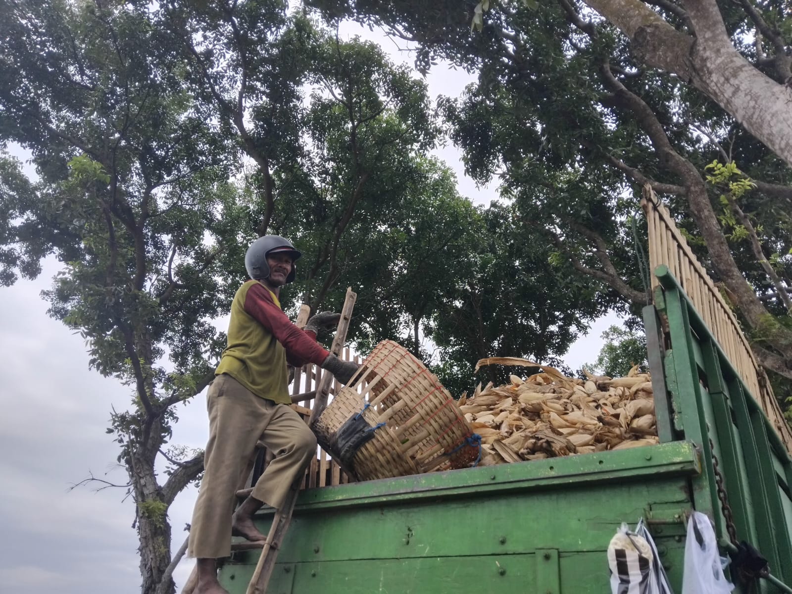 MELOROT: Seorang buruh angkut memasukan jagung ke dalam truk.