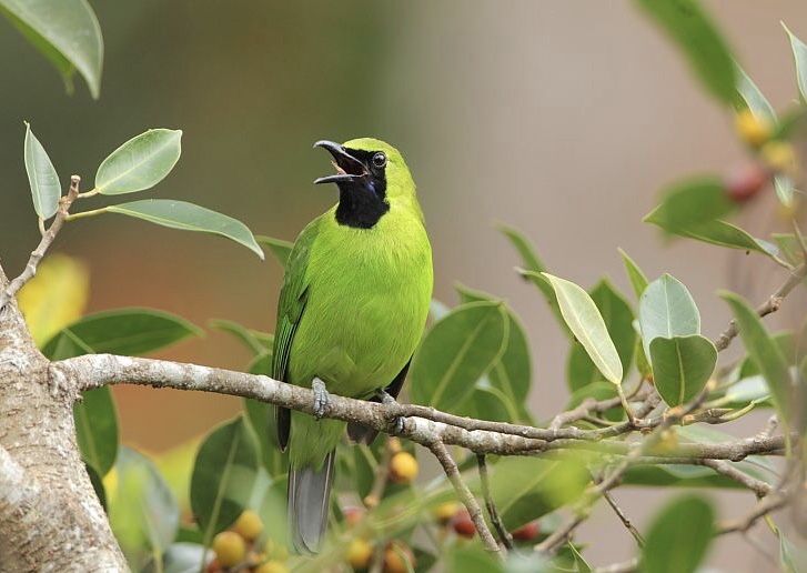 Burung Cucak Ijo, burung kicauan yang banyak digemari.